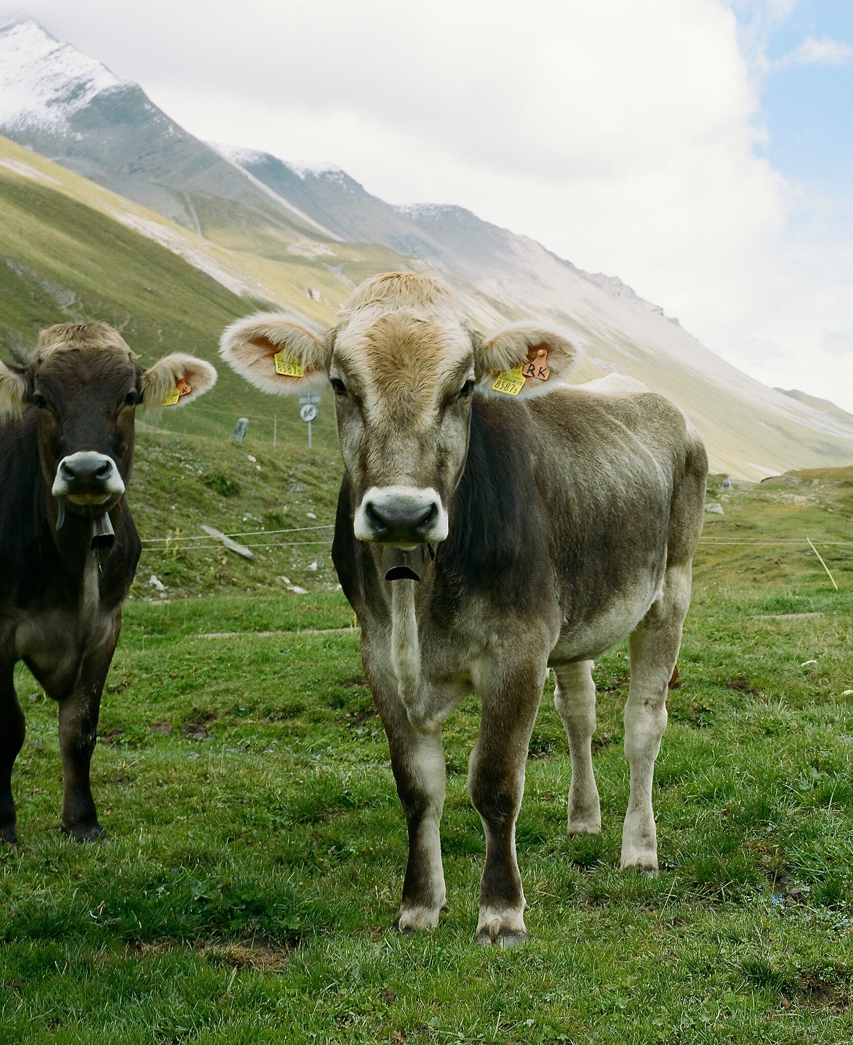 Cows in mountain pass near Pontresina, Switzerland. Taken in September, 2018 with Mamiya 7ii and 80mm lens, and Kodak Portra 400 120 film.