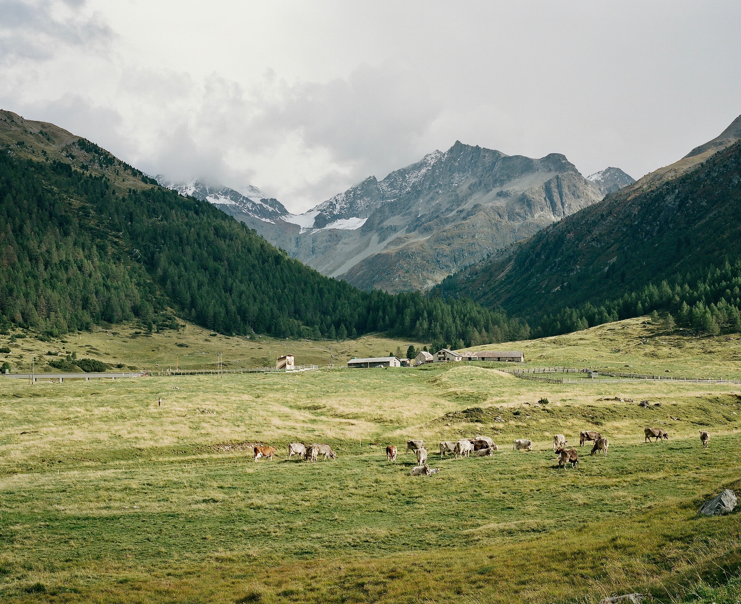 Herd of cows in Livigno, Italy. Taken in September 2018, with Mamiya 7ii and 80mm lens, and Kodak Portra 400 120 film
