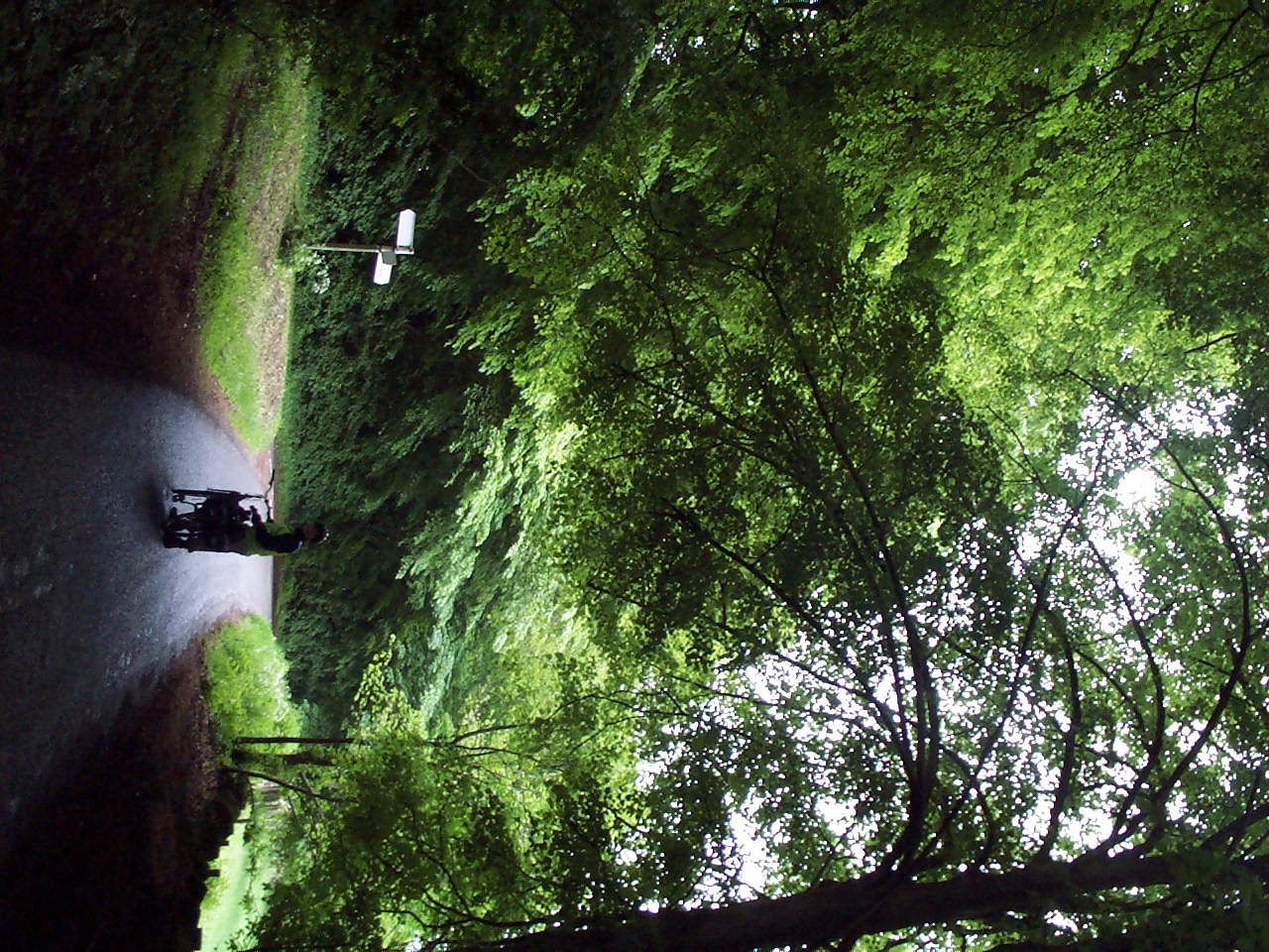 Magnificent trees, up the hill